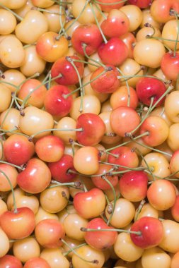 Bir yığın yağmurlu kiraz. Bir grup taze olgun Rainier kirazı..