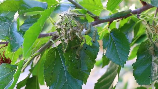 Les ravageurs endommagent les feuilles de mûrier en les rongeant. — Video