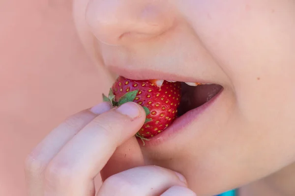 Criança morde um morango vermelho que ela está segurando em sua mão — Fotografia de Stock