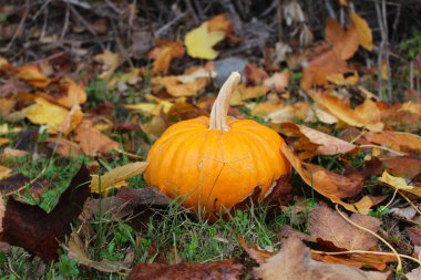 Sonbahar kompozisyonu. Sonbahar sezonu. Kırsal alanda bal kabağı. Mabon, Cadılar Bayramı.