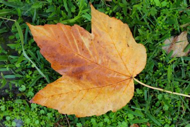 Sonbahar akçaağaç yaprağı. Çimlerin üzerinde sonbahar yaprağı. Sonbahar teması