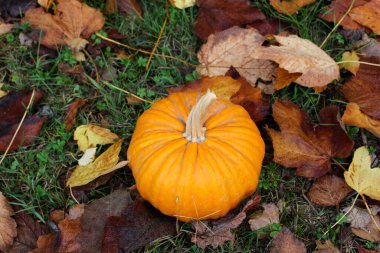 Sonbahar teması. Sonbahar arkaplanı. Balkabağı ve düşmüş yapraklar çimlerin üzerinde.