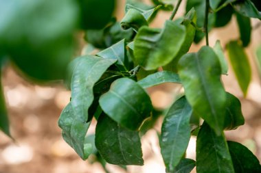 Bitki güneş ışığıyla birlikte dışarı çıkar.