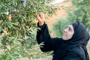 Zeytin ağacından zeytin toplayan Müslüman kadın