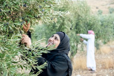 Zeytin ağacından zeytin toplayan Müslüman kadın