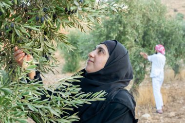Zeytin ağacından zeytin toplayan Müslüman kadın