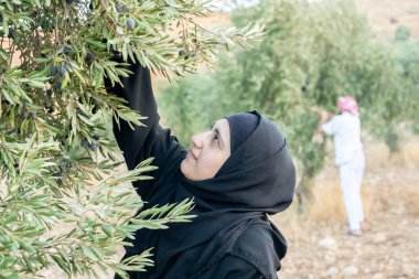 Zeytin ağacından zeytin toplayan Müslüman kadın