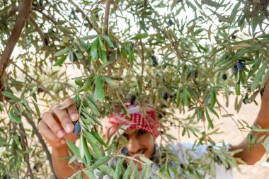 Müslüman adam zeytin ağacı biçiyor
