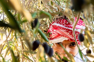 Müslüman adam zeytin ağacı biçiyor