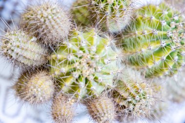 Kaktüs sağlıklı yaşamla büyür.