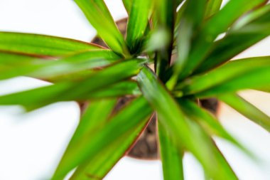 Kavanozdaki küçük avuç büyüyüp güçlenecek.