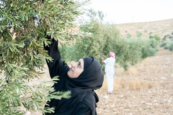 Muslimka Sklízející Olivy Olivovníku — Stock fotografie