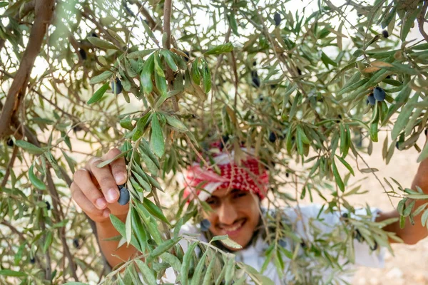 Muslim man harvesting olive tree