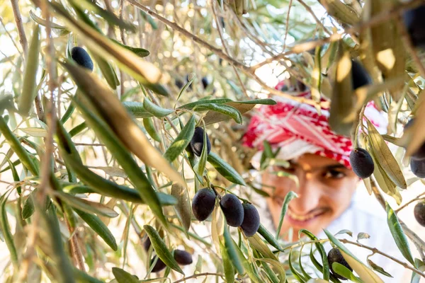 Muslim man harvesting olive tree