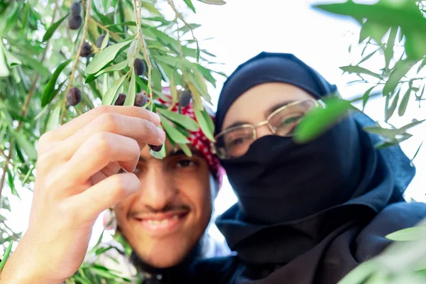 Muzułmańska Rodzina Pomaga Sobie Gospodarstwie Oliwnym — Zdjęcie stockowe
