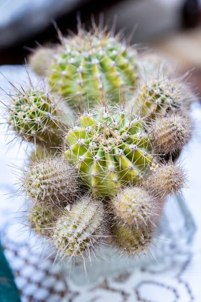 Cacto Totalmente Crescido Com Vida Saudável — Fotografia de Stock