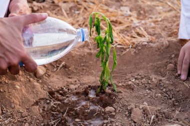 Müslüman insanlar çölde bitki dikiyorlar.