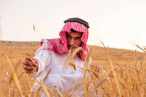 Arabský Muslim Drží Pšenici Svýma Rukama — Stock fotografie