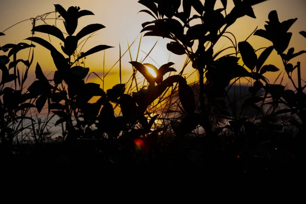 Sol Noite Brilha Por Detrás Das Árvores Que Lançam Sombras — Fotografia de Stock