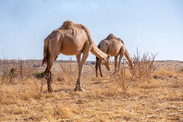 Kamelenleven Het Dorp — Stockfoto