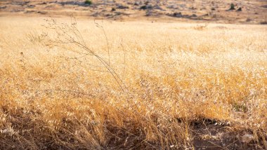 Köydeki güzel sarı çim tarlası.