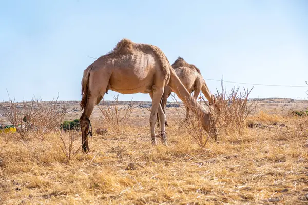 Kamelenleven Het Dorp — Stockfoto