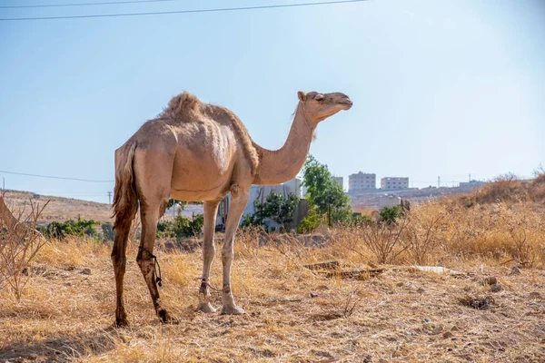 Kamelenleven Het Dorp — Stockfoto