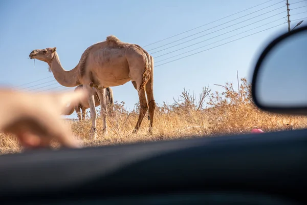 Dichtbij Een Kameel Het Dorp — Stockfoto