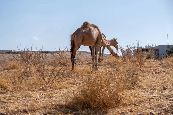 Kamelenleven Het Dorp — Stockfoto
