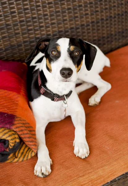 Hond zittend op de Bank selectieve aandacht — Stockfoto