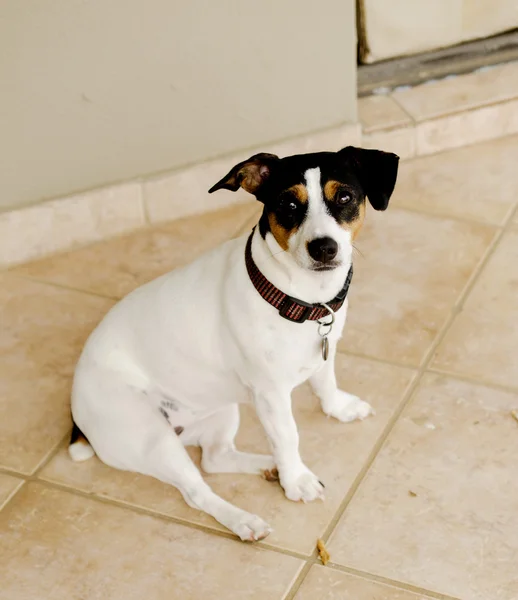 Собака сидить на плитці вибірковий фокус — стокове фото