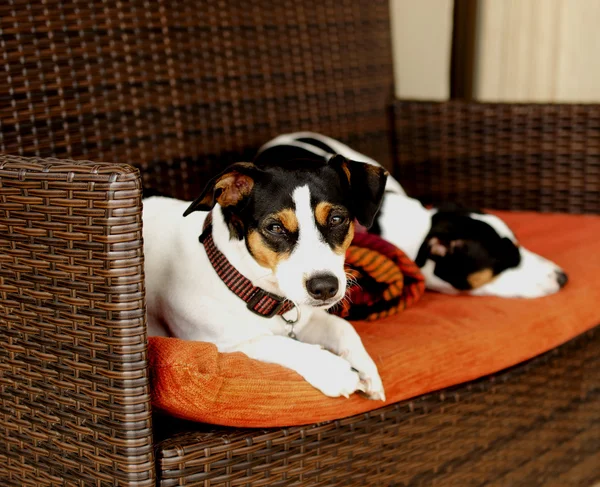 Perro sentado en el sofá enfoque selectivo —  Fotos de Stock