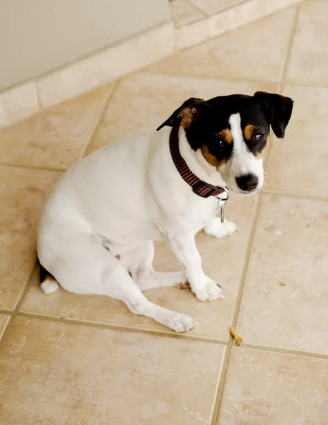 タイルの選択的な焦点に座っている犬 — ストック写真