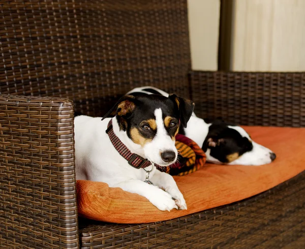 Hond zittend op de Bank selectieve aandacht — Stockfoto