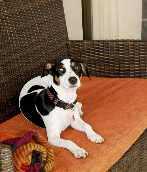 Собака сидить на дивані вибірковий фокус — стокове фото