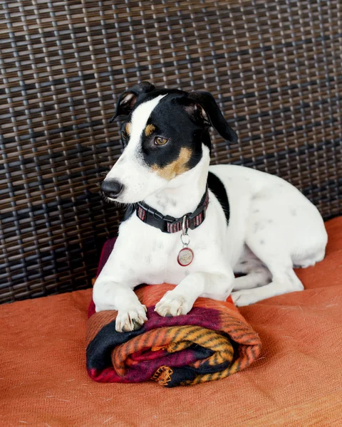 ソファの選択的なフォーカスの上に座って犬 — ストック写真