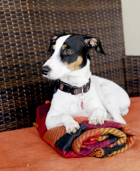 ソファの選択的なフォーカスの上に座って犬 — ストック写真