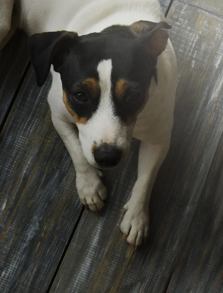 Великий портрет собаки Джек Рассел, вибіркове фокус — стокове фото