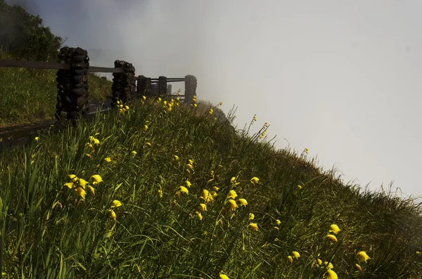 Green grass with yellow flowers on a background of clouds — Stock Photo, Image