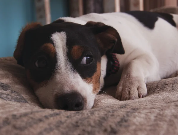Kleiner trauriger Jack Russell Hund liegt auf blauem Hintergrund — Stockfoto