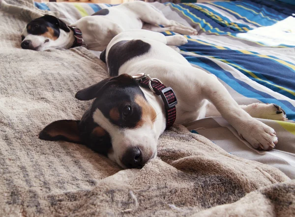 Kleiner trauriger Jack Russell Hund liegt auf blauem Hintergrund — Stockfoto