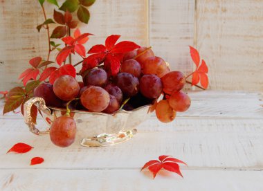 üzüm asma üzerinde beyaz arka plan ile demet