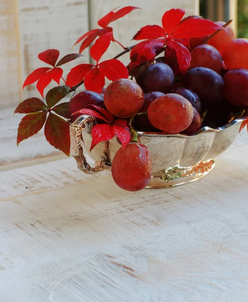 Tros druiven met wijnstokken op witte achtergrond — Stockfoto