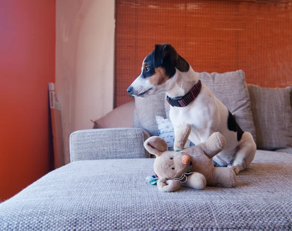 Welpe auf der Couch mit Spielzeug — Stockfoto