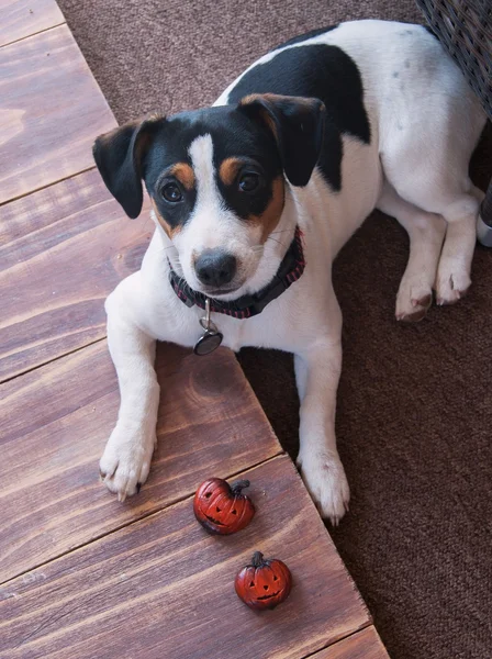 ハロウィンのカボチャで子犬を横になっています。 — ストック写真