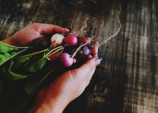bunch of radishes lies in female hands, selective focus