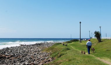 Sunshine Coast okyanus ve insanlarla köpekler