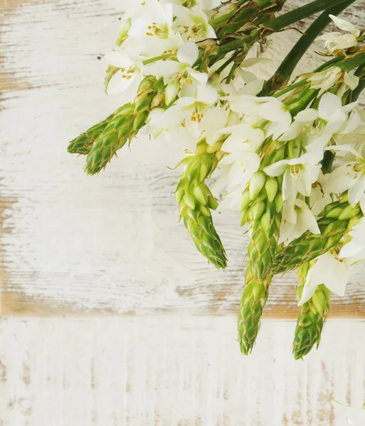 木制底座上的白色花朵 — 图库照片
