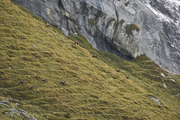 Chamois Rupicapra rupicapra antílope de cabra suíça Jura Aargau Fotos De Bancos De Imagens Sem Royalties