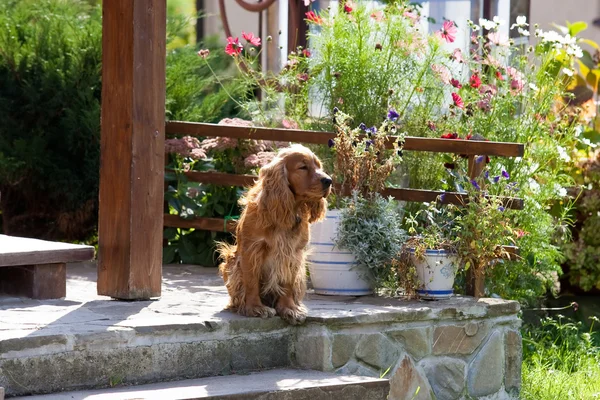 bahçede köpek